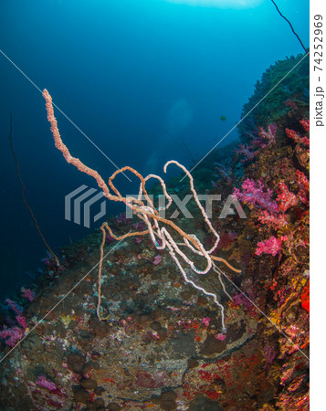 ムチカラマツ (メルギー諸島、ミャンマー) ムチカラマツ (メルギー諸島、ミャンマー) 74252969