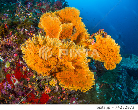 オレンジ色のウミウチワ (メルギー諸島、ミャンマー) 74252972