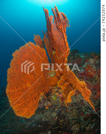 大きなウミウチワ (メルギー諸島、ミャンマー) 74252974