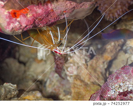岩陰のアカシマシラヒゲエビ (メルギー諸島、ミャンマー) 74252977