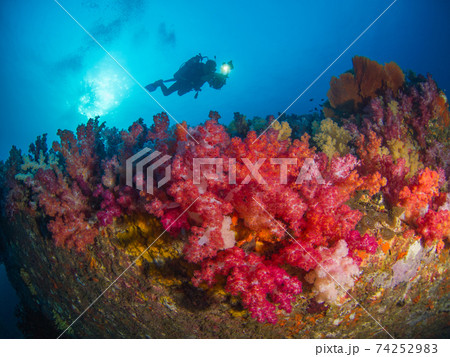 カラフルなソフトコーラルとカメラダイバー (メルギー諸島、ミャンマー) 74252983