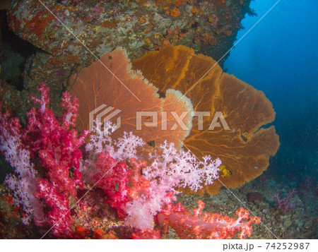 カラフルな珊瑚(ウミウチワとトゲトサカ) (メルギー諸島、ミャンマー