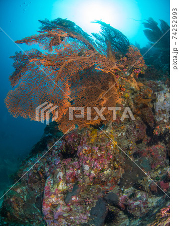 ドロップオフに生える巨大なウミウチワ (メルギー諸島、ミャンマー) 74252993