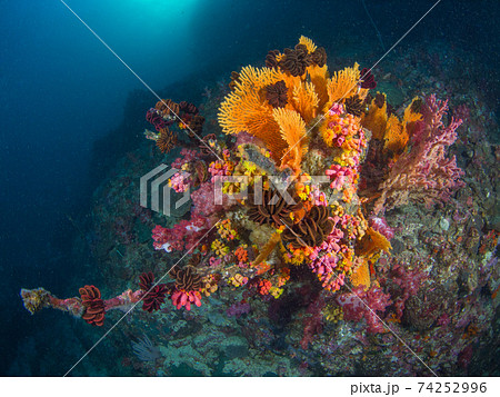 珊瑚とウミシダの群生 (メルギー諸島、ミャンマー) 74252996