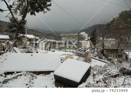 樹木 冬 積雪 74253949