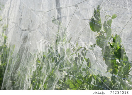 家庭菜園 植物とネット 野菜栽培 イメージ素材 家庭菜園 植物とネット 野菜栽培 イメージ素材 74254018