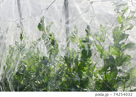 家庭菜園 植物とネット 野菜栽培 植物の陰影 イメージ素材 背景素材 家庭菜園 植物とネット 野菜栽培 植物の陰影 イメージ素材 背景素材 74254032