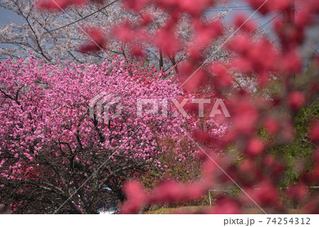 渡良瀬渓谷の花桃 渡良瀬渓谷の花桃 74254312