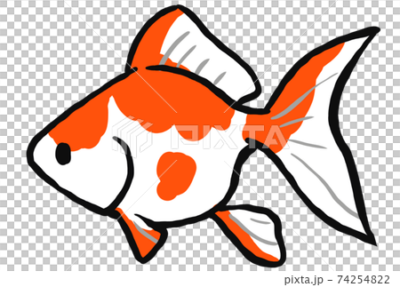 更紗琉金の金魚のイラストのイラスト素材