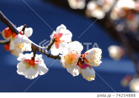 白梅春の息吹（9） 74254888