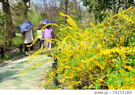 京都府立植物園に咲くレンギョウ 74255169