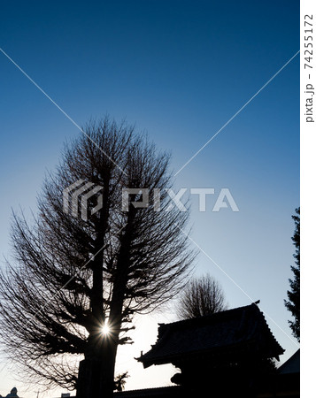 小江戸川越の風情豊かな景色 寺社と大木の夕景シルエット 小江戸川越の風情豊かな景色 寺社と大木の夕景シルエット 74255172