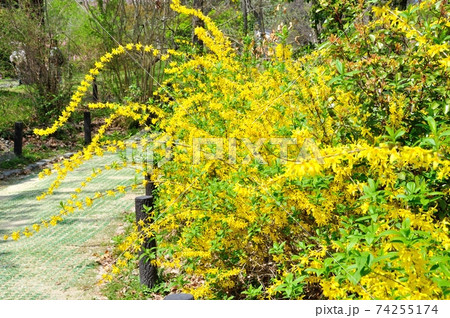 京都府立植物園に咲くレンギョウ 74255174