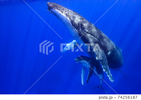 甘えん坊な子クジラ 甘えん坊な子クジラ 74256187