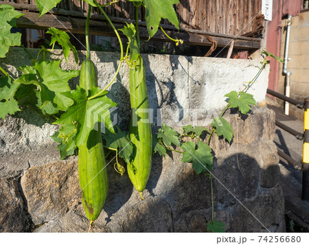 生垣のヘチマの実の写真素材