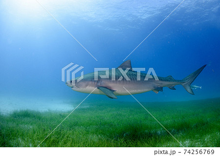 草原の上を泳ぐサメの写真素材