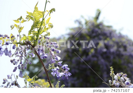 神光寺　のぼり藤 74257107