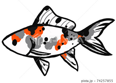 朱文金の金魚のイラスト 74257855