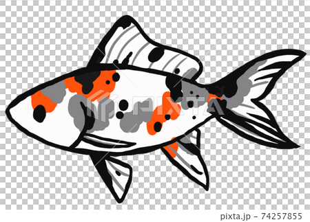 朱文金の金魚のイラスト 74257855