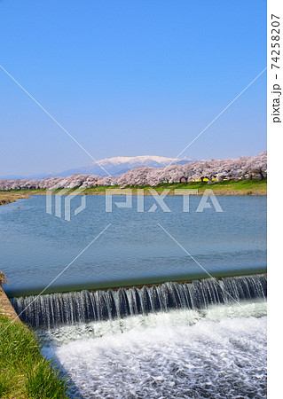 桜景　白石川　韮神堰 74258207