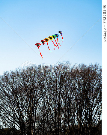 お正月の風物詩　晴天の冬空に上がる連凧 74258246
