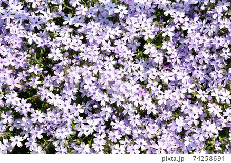 京都府立植物園に咲く芝桜 74258694