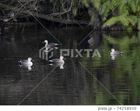 池にいるカルガモ 74258930