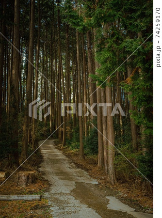木々が溢れる山道 74259170
