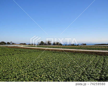 湘南三浦半島の名産大根・キャベツ畑 74259560