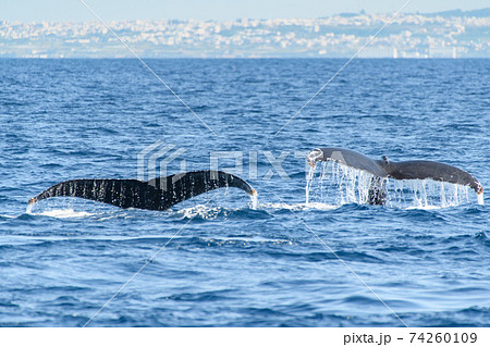 ザトウクジラ 74260109