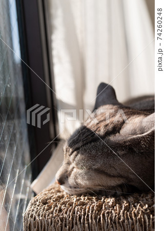 窓辺の猫　サバトラ猫 74260248