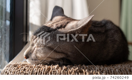のんびり過ごす猫　サバトラ猫 74260249
