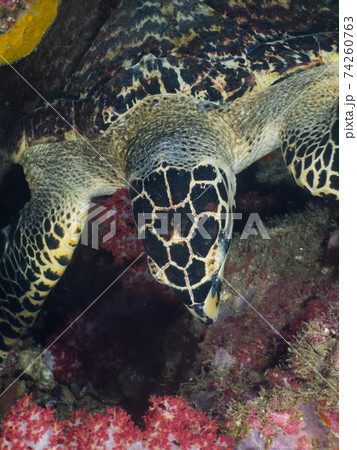 タイマイの頭部 (リチェリューロック、スリン海洋国立公園、タイ王国) タイマイの頭部 (リチェリューロック、スリン海洋国立公園、タイ王国) 74260763