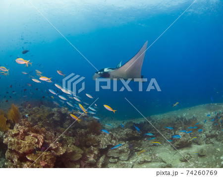 珊瑚礁を泳ぐマンタ(オニイトマキエイ) (タチャイ島、シミラン海洋国立公園、タイ王国) 珊瑚礁を泳ぐマンタ(オニイトマキエイ) (タチャイ島、シミラン海洋国立公園、タイ王国) 74260769