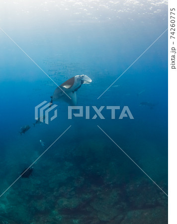 マンタ(オニイトマキエイ)と背後にバラクーダの群れ (タチャイ島、シミラン海洋国立公園、タイ王国) マンタ(オニイトマキエイ)と背後にバラクーダの群れ (タチャイ島、シミラン海洋国立公園、タイ王国) 74260775