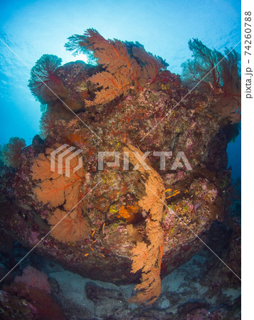 オレンジ色のイソバナが群生する珊瑚の根 メルギー諸島 ミャンマー の写真素材