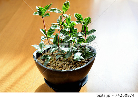 観葉植物 室内 ペペロミア鉢植えの写真素材