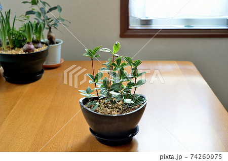 観葉植物 室内 ペペロミア鉢植えの写真素材