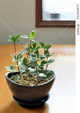観葉植物 室内 ペペロミア鉢植えの写真素材