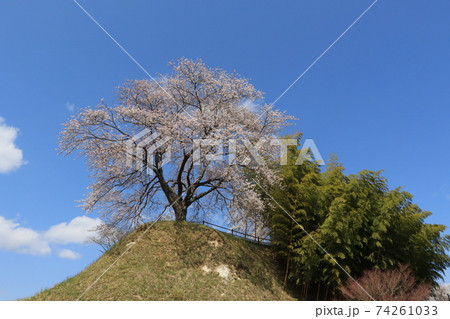 大衡城跡公園の桜、宮城県大衡村 74261033