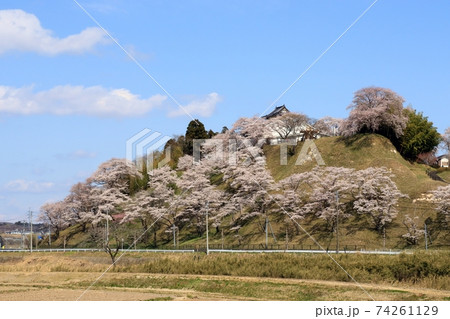 大衡城跡公園の桜、宮城県大衡村 74261129