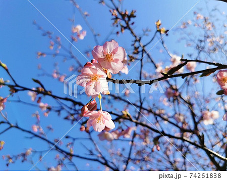 2月初旬、桜咲く 74261838