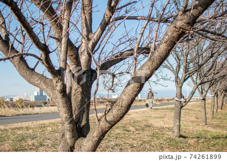 荒川運動公園桜堤/川口市 荒川運動公園桜堤/川口市 74261899