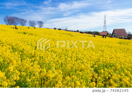 愛知牧場、満開の菜の花〈愛知県日進市〉 74262145