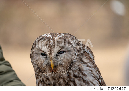 フクロウ 猛禽類の写真素材