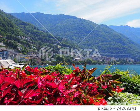 Wonderful red flowers at promenade in Montreux city in Switzerland 74263241