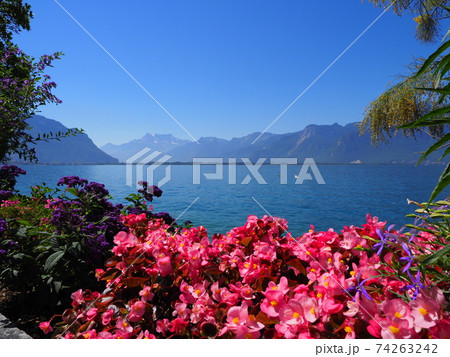 Picturesque reddish flowers at promenade in Montreux city, Switzerland 74263242