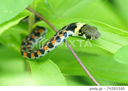 ヤマカガシ 74263380