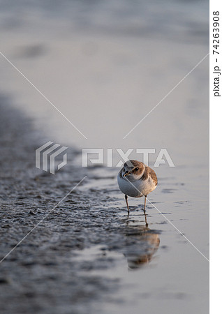 シロチドリ　干潟　野鳥 74263908