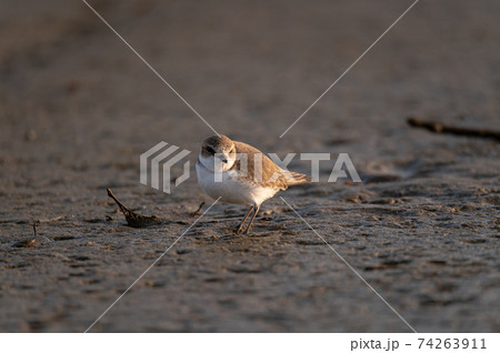 シロチドリ 干潟 野鳥 シロチドリ 干潟 野鳥 74263911
